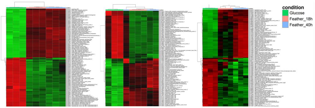 Heatmaps comparing selected differentially expressed genes in three Fervidobacterium strains grown with glucose or chicken feathers