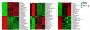 Transcriptomics services