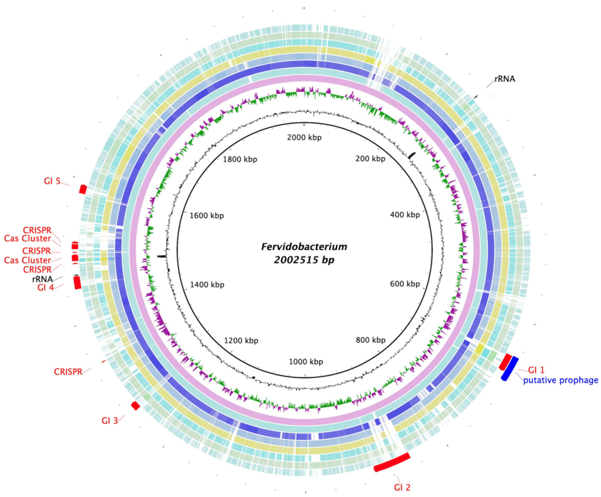 Prokka vs PGAP vs RAST: Which Genome Annotation Pipeline Is Best?